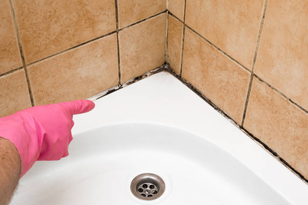 Best Mold Removal and Inspection  in Lordstown, OH